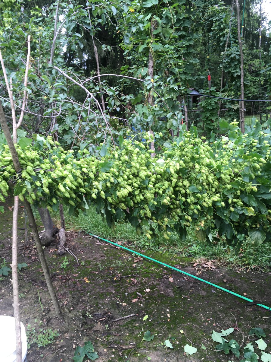 hopcandy's tweet photo. Picking some #experimental #OhioBred #hops today. With some of the leaves removed it's plain to see there's a good cone-to-leaf ratio going on, lol! Intense Cascade-ish aroma leaning more toward lime as the citrus component. #OhioHops #alternativeCrops #PlantBreeding https://t.co/PRTFHicY2y