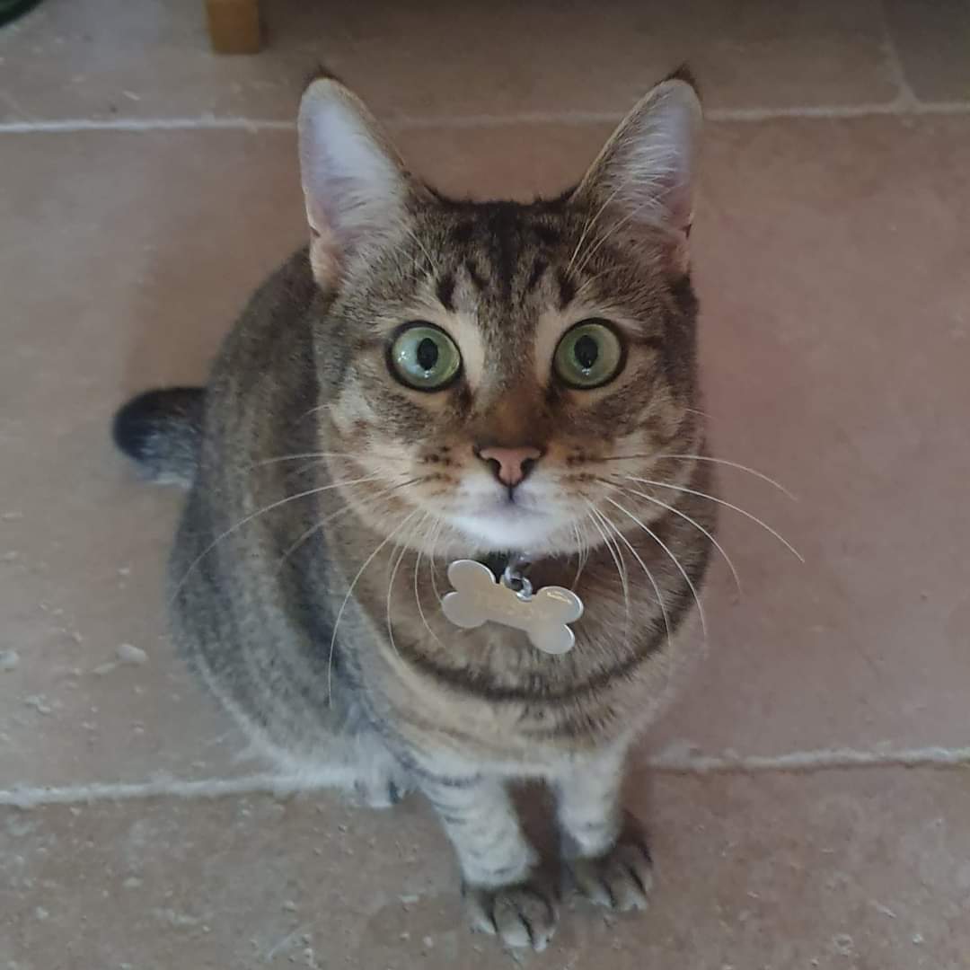 themistella's tweet photo. DES VOLEURS DE CHATS DANS LA SOUTE DE L'AVION? La célèbre compagnie aérienne nationale française @airfrance a perdu cette jolie chatte entre Paris et Los Angeles!
Partagez, merci ❤
#OuEstTeddy? #LookingForTeddy
@AirFranceFR @ParisAeroport @AirFranceUS @flyLAXairport @GroupeADP https://t.co/1SLD4LVRyY