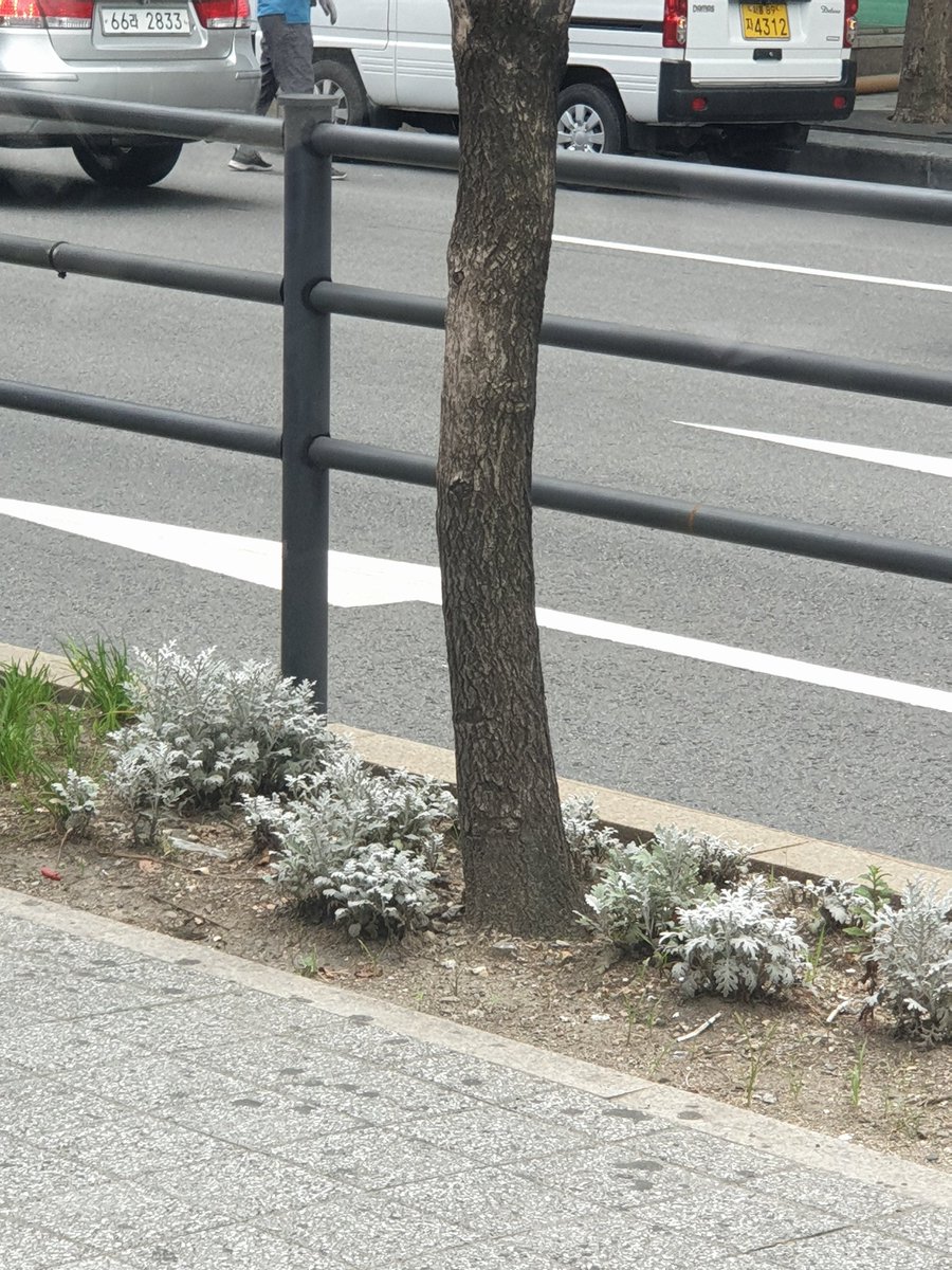 Plant0124's tweet photo. 버정에 백묘국이 있어요ㅎㅎ반가워라 https://t.co/VPqYiDVXoR