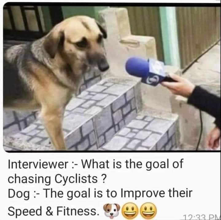 Why Do Dogs Chase Cyclists