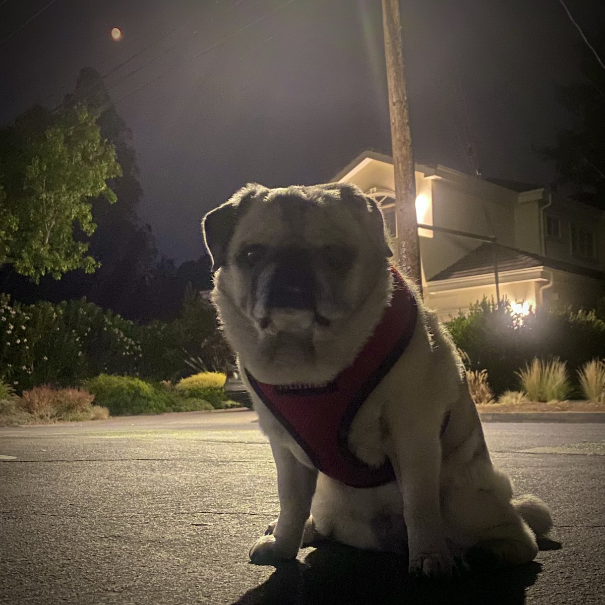 That small reddish-orange thing is the moon. (That big fawn thing is Minnie.) 🌕❤️ #californiafires #pug