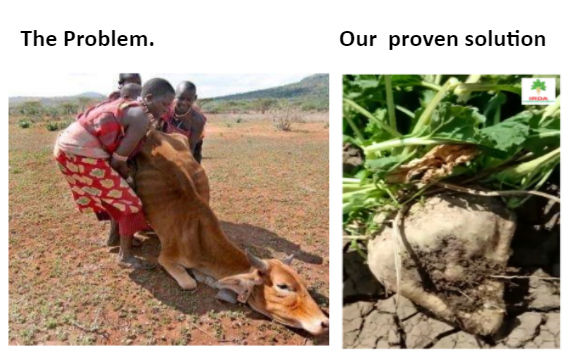 Improving Incomes (@irdafrica_kenya) on Twitter photo <a href="/KiamaKaara/">Kiama Kaara</a> <a href="/isioloCounty011/">Isiolo County Government</a> <a href="/LaikipiaCountyG/">County Government of Laikipia</a> <a href="/NdirituMuriithi/">Ndiritu Muriithi</a> <a href="/Baringo_county/">Baringo County Govt.</a> @GovernorKiptis <a href="/DrAbdiissa011/">Dr. Abdi Issa ,M.D MSc,MRCGP.</a> <a href="/SamburuCountyKE/">Samburu County Government</a> For simple, people-centered, down-to-earth, drought-resistant solution #Kenya #Farmers . Visit irdafrica.com <a href="/KiamaKaara/">Kiama Kaara</a> <a href="/isioloCounty011/">Isiolo County Government</a> <a href="/LaikipiaCountyG/">County Government of Laikipia</a> <a href="/NdirituMuriithi/">Ndiritu Muriithi</a> <a href="/Baringo_county/">Baringo County Govt.</a> @GovernorKiptis <a href="/DrAbdiissa011/">Dr. Abdi Issa ,M.D MSc,MRCGP.</a> <a href="/SamburuCountyKE/">Samburu County Government</a> For simple, people-centered, down-to-earth, drought-resistant solution #Kenya #Farmers . Visit irdafrica.com