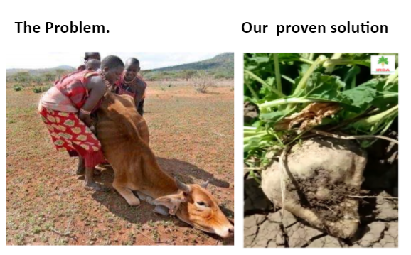 @KiamaKaara @isioloCounty011 @LaikipiaCountyG @NdirituMuriithi @Baringo_county @GovernorKiptis @DrAbdiissa011 @SamburuCountyKE For simple, people-centered, down-to-earth, drought-resistant solution #Kenya #Farmers . Visit irdafrica.com