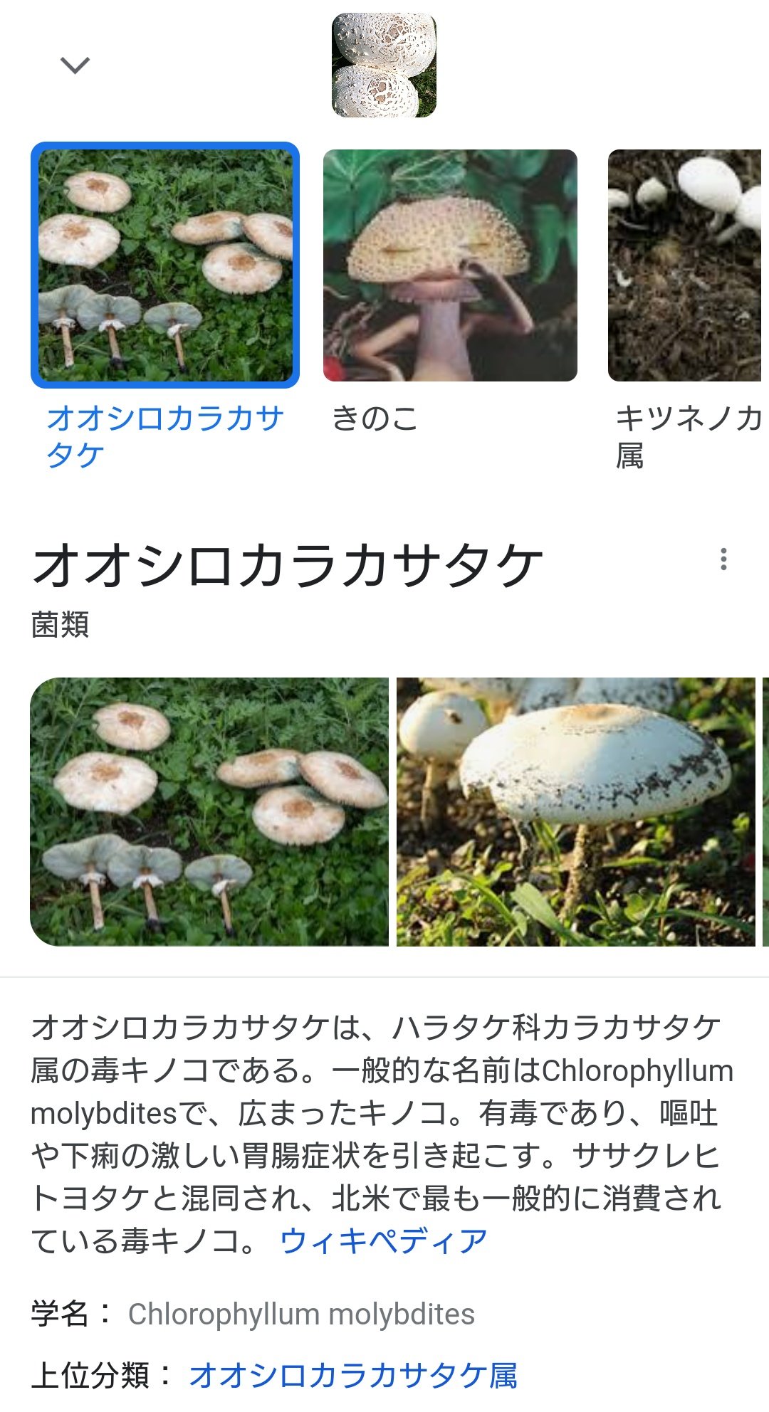 海とうに 3grvdfhrbfigl2l ありがとうございます Google Lensさんは オオシロカラカサタケ ではと言っております とても大きいです T Co Ye1egsv13y Twitter 海とうに 3grvdfhrbfigl2l ありがとうございます Google Lensさんは オオシロカラカサタケ ではと言っております とても大きいです T Co Ye1egsv13y Twitter