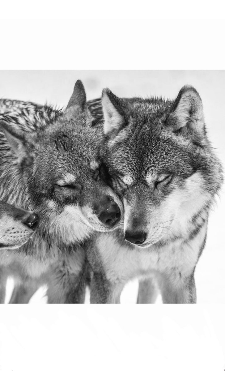 AlaTPWK's tweet photo. AU L'ARRY OMEGAVERSE (Corto)

Lôuis y Härry han compartido toda su vida juntos, pero ahora se enfrentan al desafío más grande: Esperar pacientemente la gestación de un cachorro.

Conoce su historia mientras los acompañas en ese proceso lleno de abrazos, mimos y chocolate caliente https://t.co/MRAVekIeDt