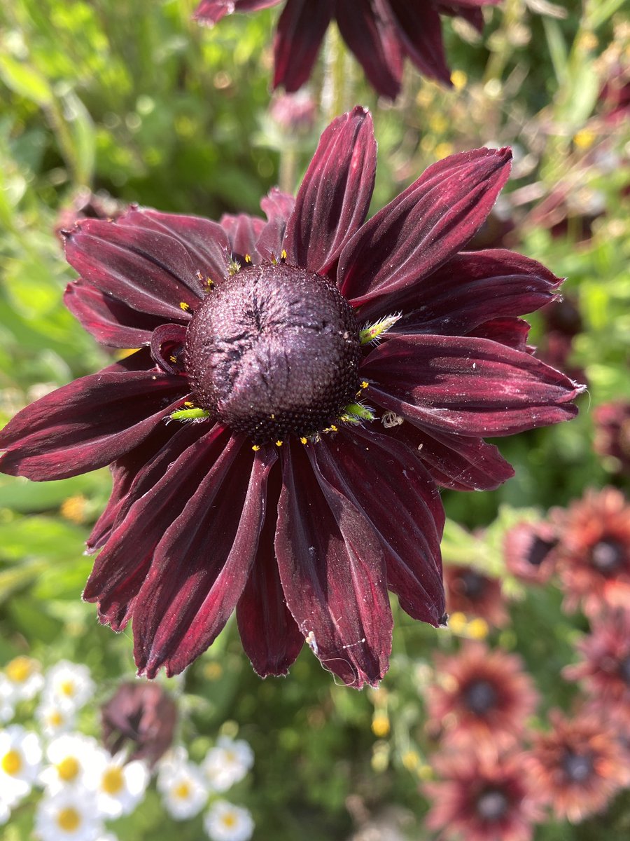 Dear Twitter, do you have a contact who maintains homes/gardens in Normandy France (Calvados region)? Pls let me know if you have someone you recommend.