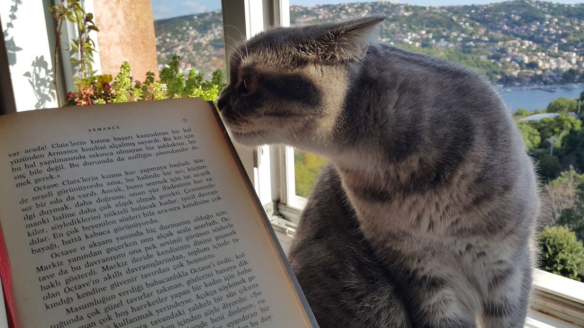GorNevin's tweet photo. "Korkudan değil de bilgisizlikten yüreğimizdekileri okumuyoruz." Stendhal🌸Yüreğimizdekileri okuduğumuz günlere #stendhal #armance #kitap #kedi #istanbul #sabah #sarıyer #deniz #ağustos #yaz https://t.co/VuR6SwGOIh