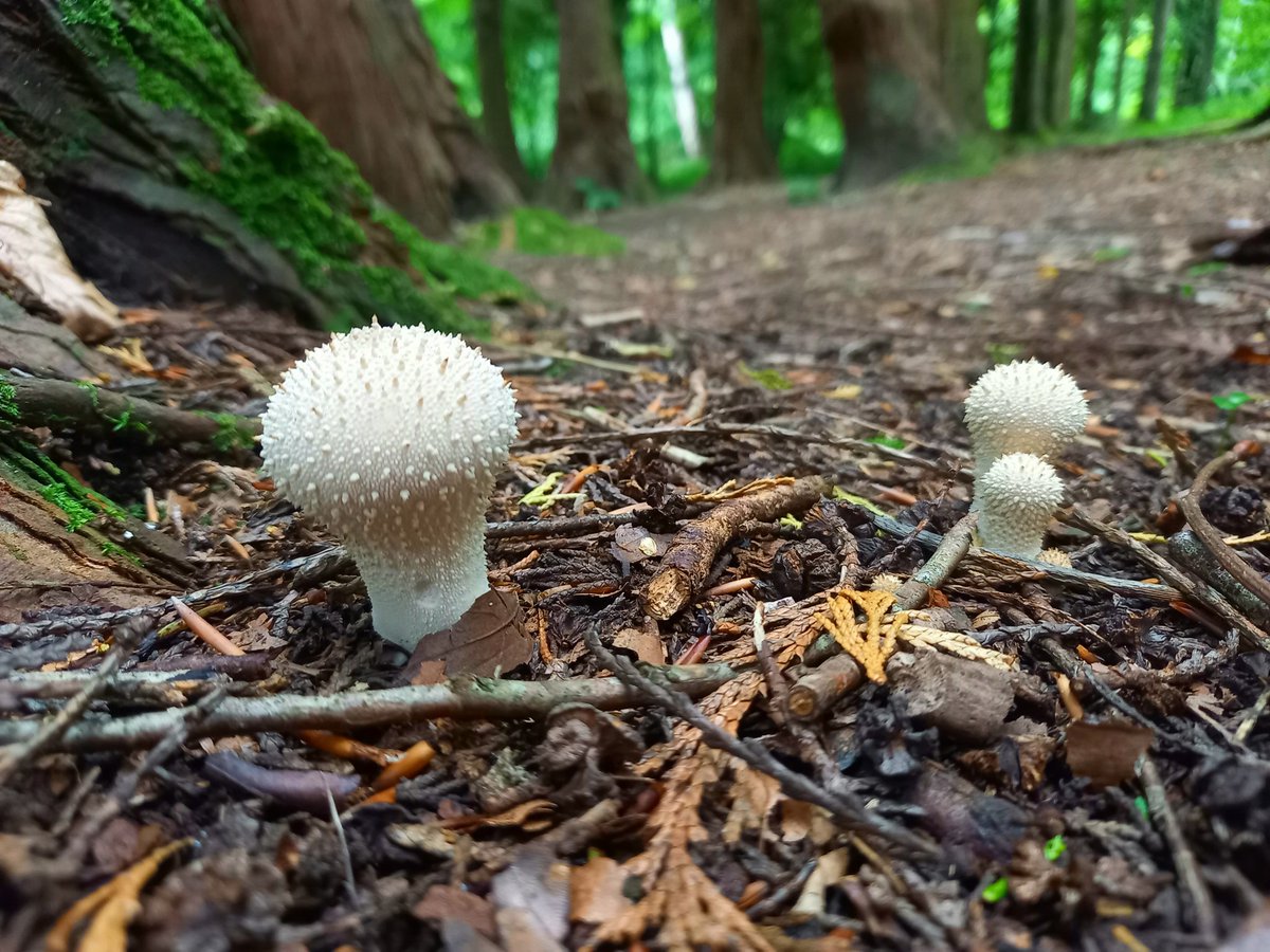 Common Puffball, Massy's Wood

#FridayThoughts #fungi #fridayfungi #NaturePhotography #TwitterNatureCommunity