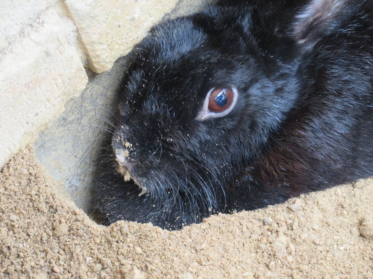 ウサギ のウスターは誰よりもよく穴を掘ります この日も大きな穴が開いていました 出てこなくなっては困るので 後ほどしっか 21 08 安佐北区の動植物園 水族館 広島市安佐動物公園 まいにちを豊かに りっち