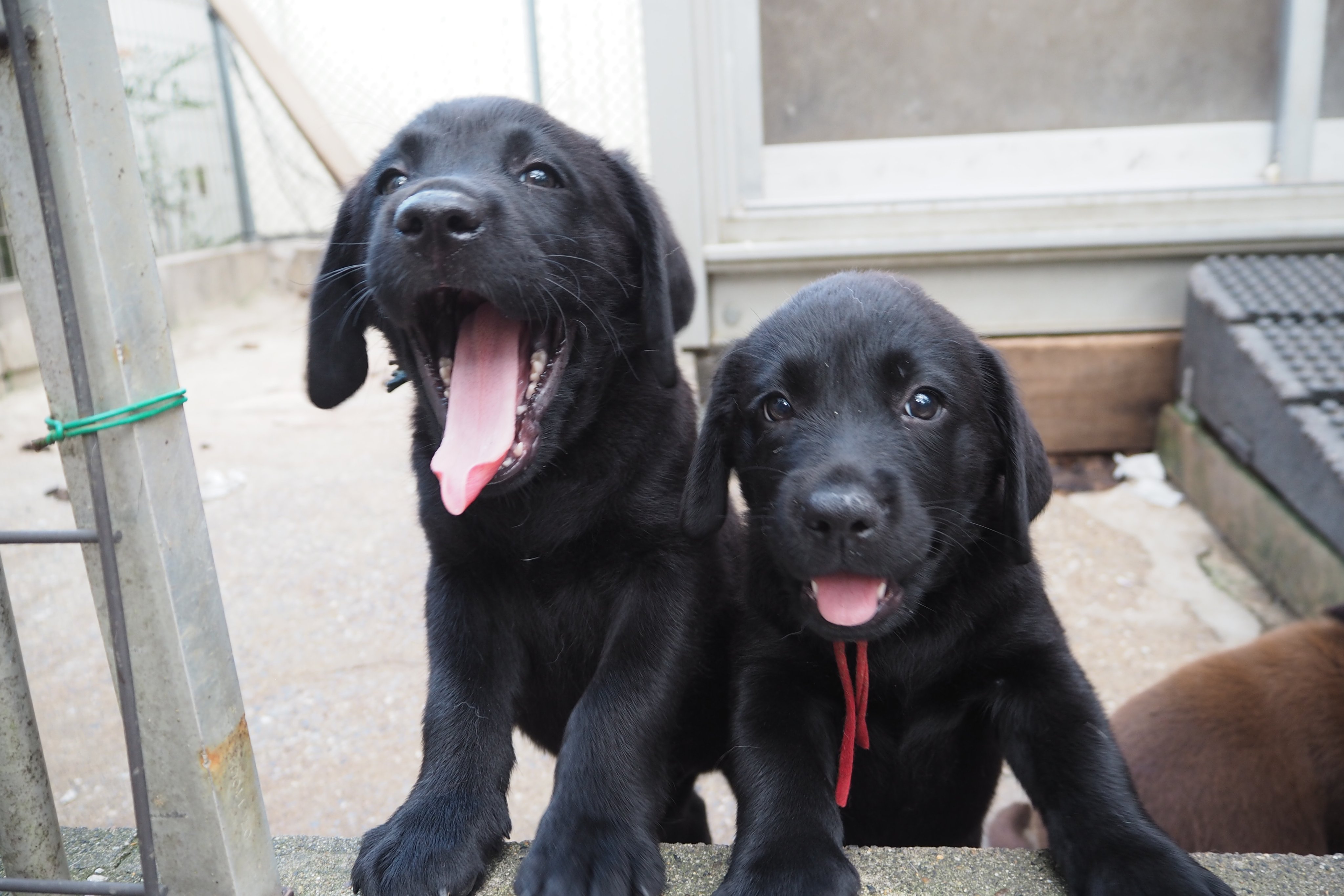 G D ラブラドール専門犬舎 Labrador Senmon Twitter
