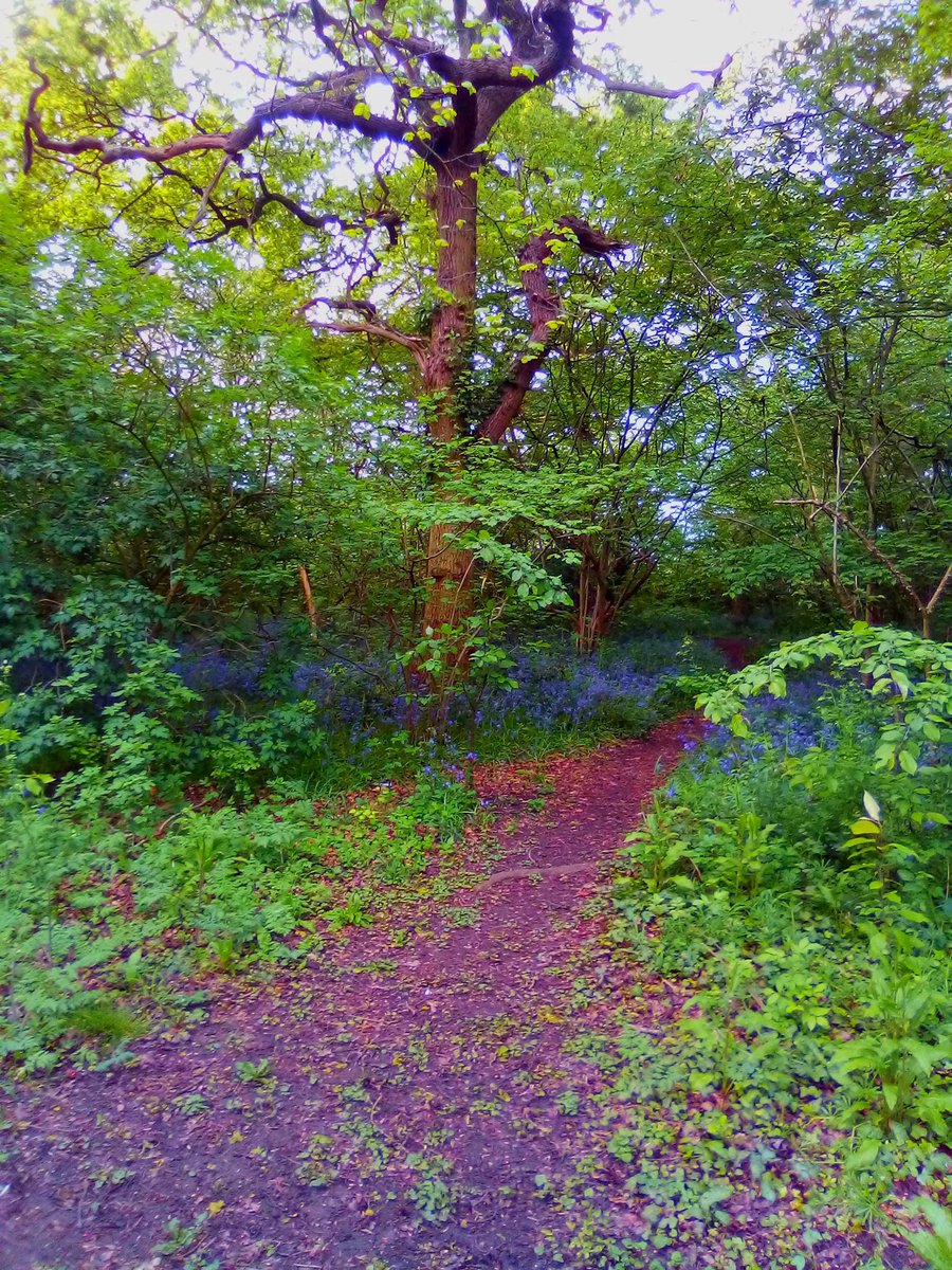 RT <a href="/Joyzlyne/">J💗Y🌹🦋</a> RT @ClaraLilyRose: Nature Is The Purest Portal To Inner Peace....#nature #woodland #peace #quote