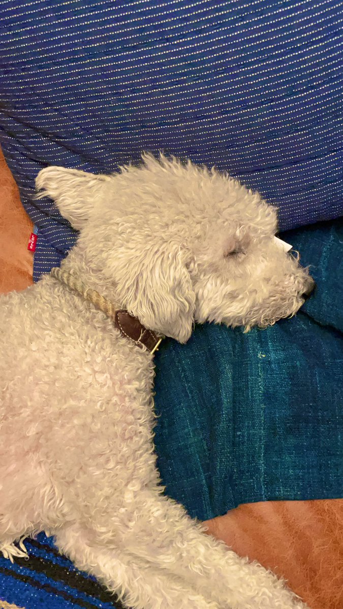 WinstonThePup's tweet photo. @BrianWFoster Come get me. https://t.co/VGC9yu3d9m