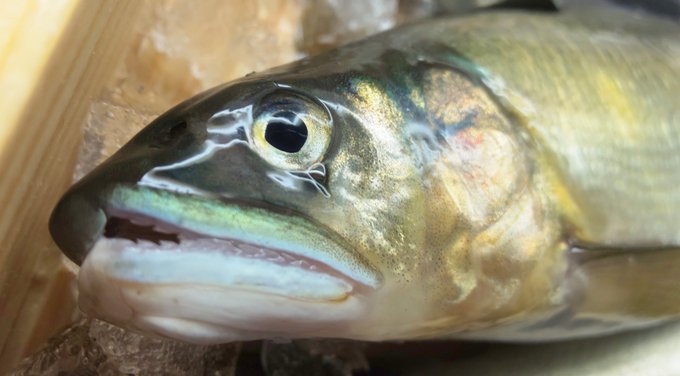 アユのtwitterイラスト検索結果