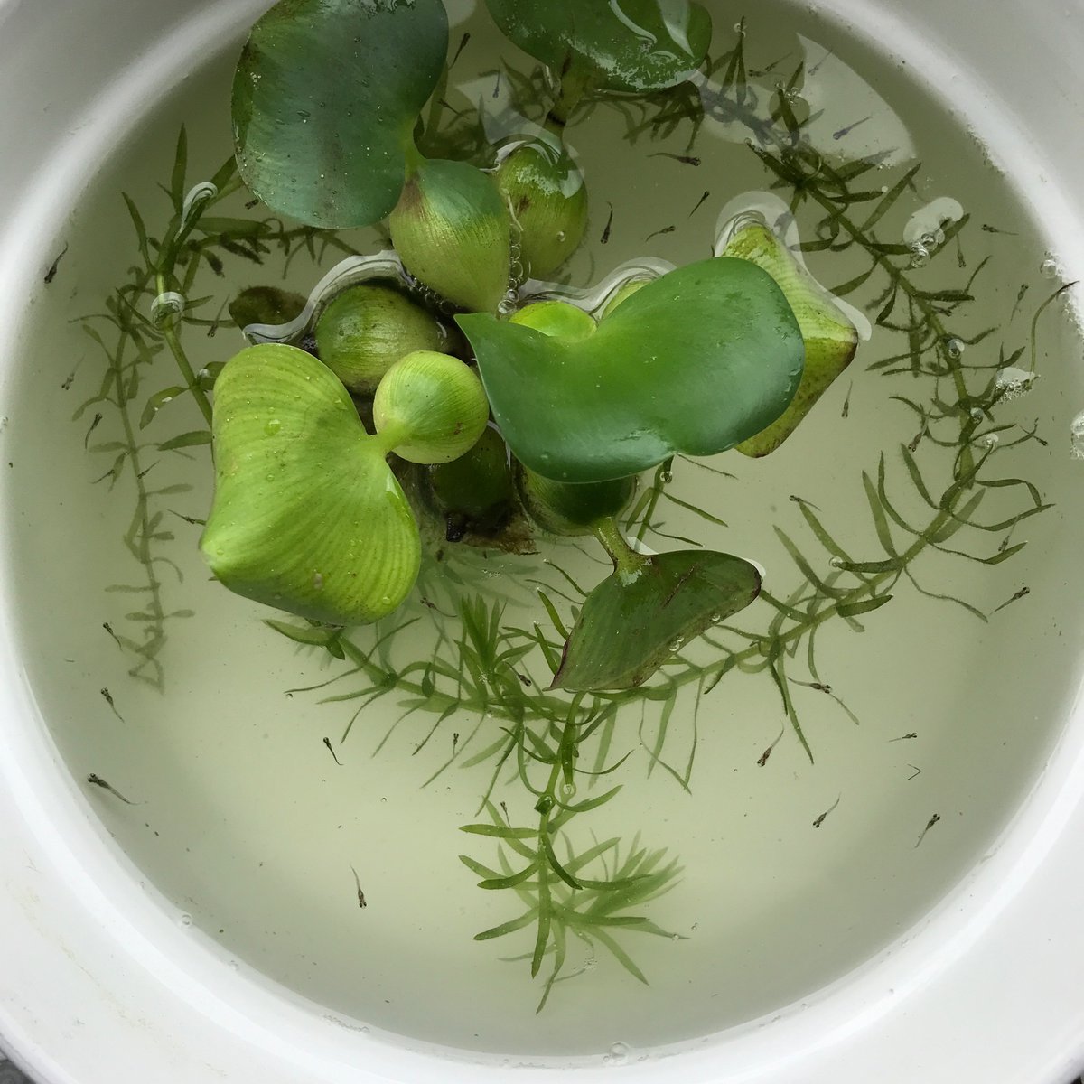 山茶花 Tarumuucyo Twitter 山茶花 Tarumuucyo Twitter