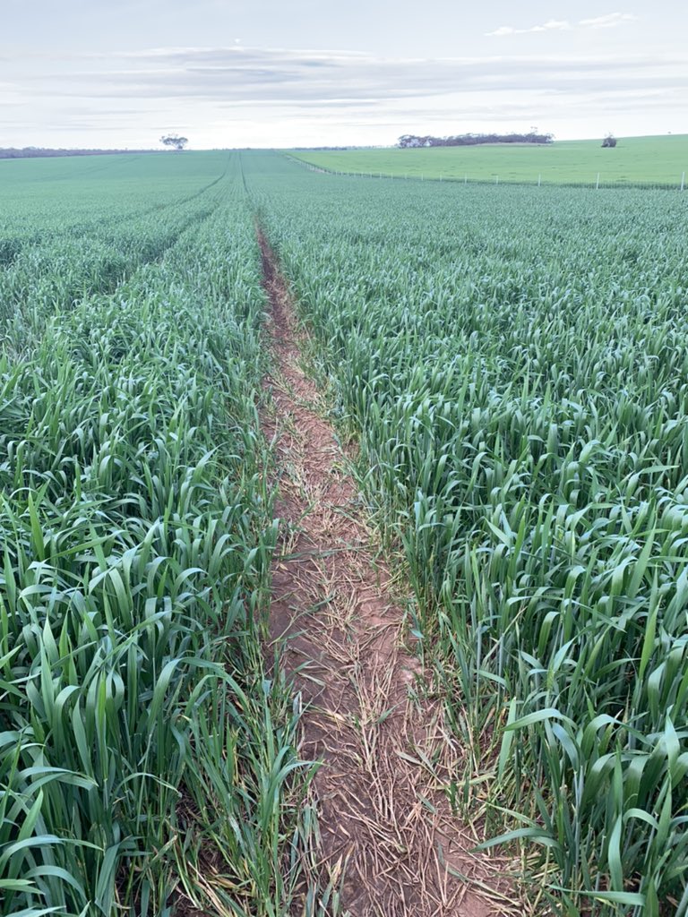 On the road today out in SA Mid North, left + middle #barley, right (or last) #wheat. 🤞for the spring finishing 🌧