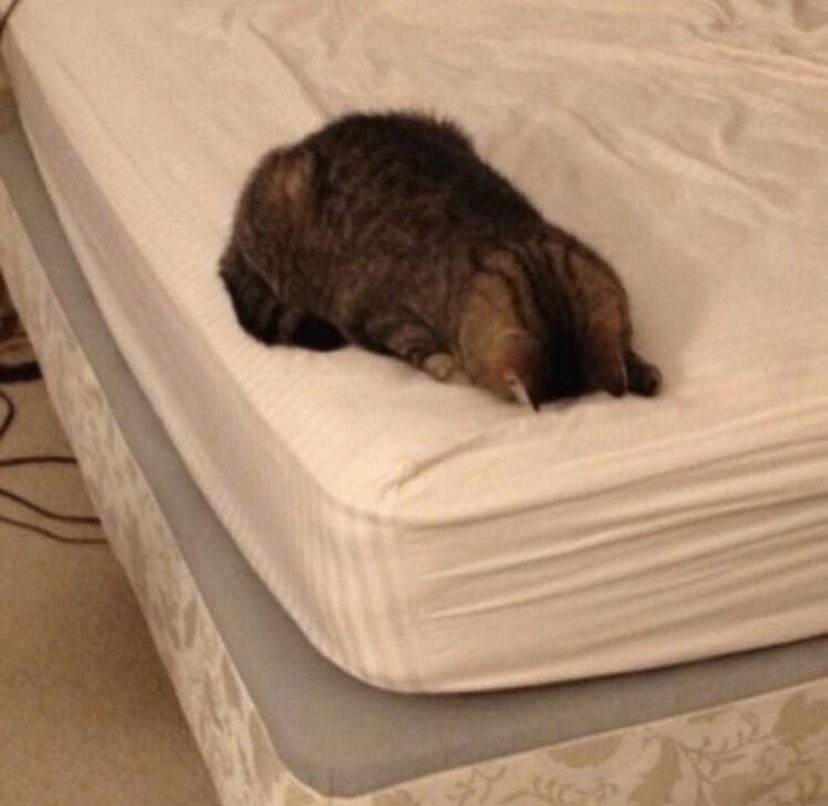 reactions on Twitter "cat face down on bed…