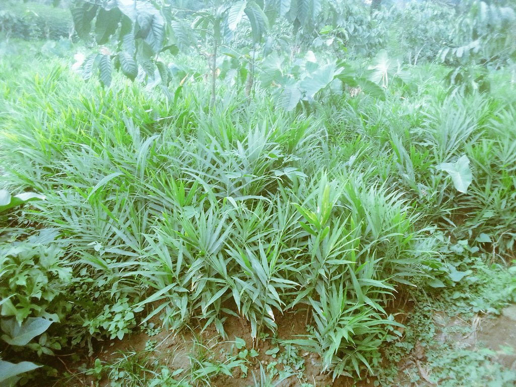 aproginsa's tweet photo. Champ de gingembre prêt pour l'entretien et sa valorisation avec l'engrais biologique COBIC permet d'augmenter sa croissance et son rendement
@Family_Green_Co @EtizockF @repirac1 @MarcelEyidi https://t.co/ALWbHvtVeY