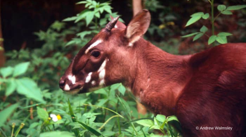 IUCNssc's tweet photo. Today, @IUCNssc released a #PositionStatement on the critical need for greater search effort for #Saola. Read more: https://t.co/VP5sb3SuDt
@IUCN_ASAP @IUCN_WildCattle #ConservationActions https://t.co/Xv3rew4Yzd