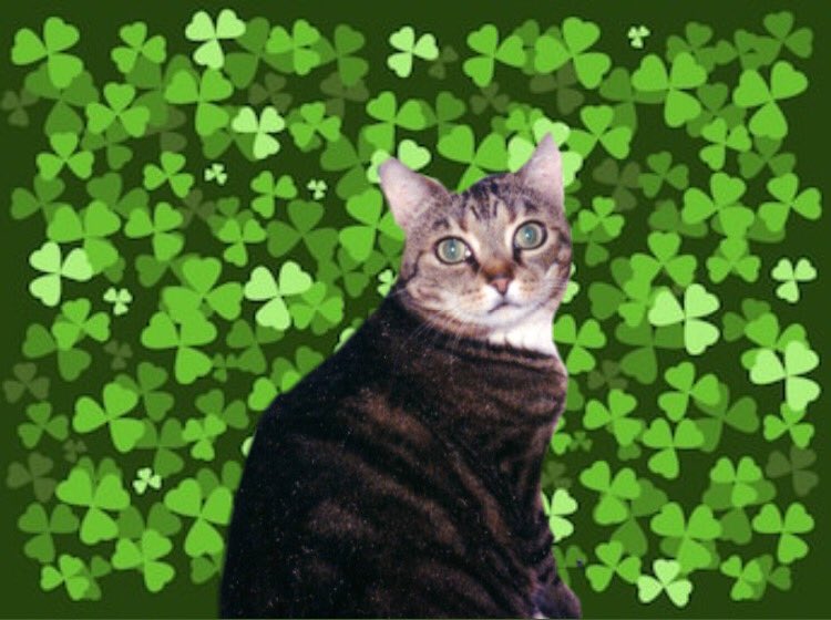 MysteryCatSleep's tweet photo. Our beauti Cevestee is modeling her special green #sleep for our upcoming #SleepEvent! Watch for details!
@irisesther54 @danapixie @RinzenLhamo @Yellowonetsy @MillieOTLFP @paseri021 @Pixie_Tooth @KrisArmstrong1 @carolyn_from @klscomus1 @PeterRabbit67 @badpiratemonkey https://t.co/usTbJfuCEI