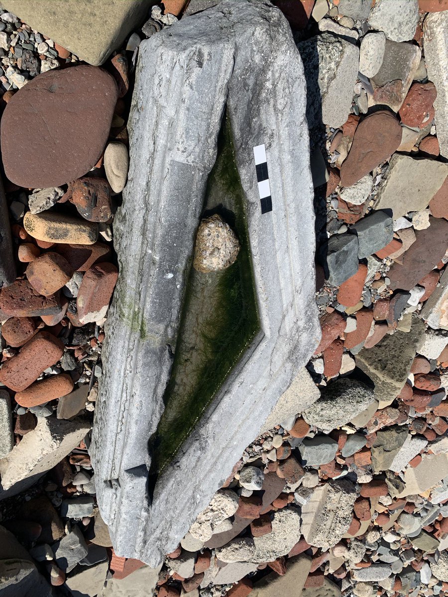 Archaeology Beach Project tweet media