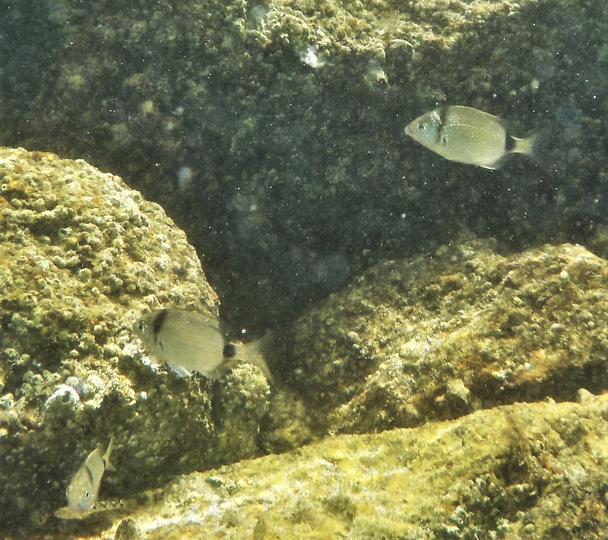 estacanicazul's tweet photo. Otro ¨Sargo¨ la #Mojarra Diplodus vulgaris
A este omnívoro le gustan los suelos rocosos y arenosos y las praderas de Posidonia (hablaremos de esto otro día)
Cuando son jóvenes son machos y al sentar la cabeza se vuelven hembras
#coruña #playadeoza #snorkelig #atlantico #mar https://t.co/oGTPKY7YCn