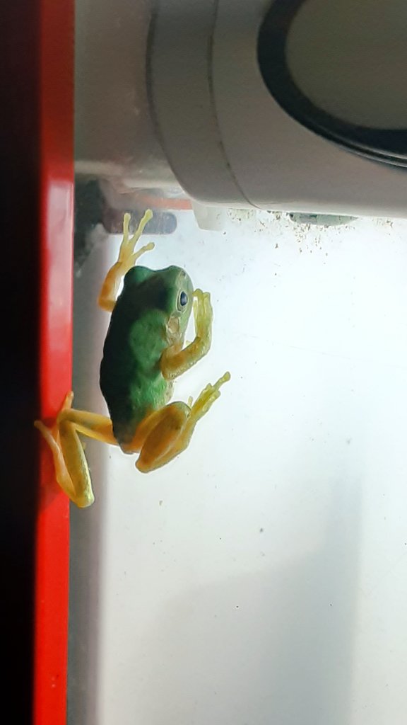Sakana 令和3年 魚 魿和3年 自販機カエル エサ食べ放題なのだろうな Sakana 令和3年 魚 魿和3年 自販機カエル エサ食べ放題なのだろうな