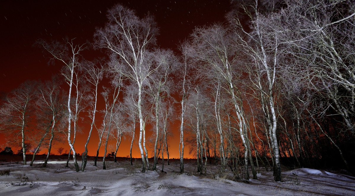 Березовый лес вечером. Березовая роща ночью. Березовый лес. Березовый лес вечером. Березовый лес весной.