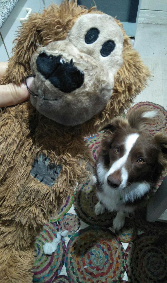 Jodi_Magi's tweet photo. #AustraliaHasFallen for bear and his nemesis Luca. https://t.co/97v5pMKKmV