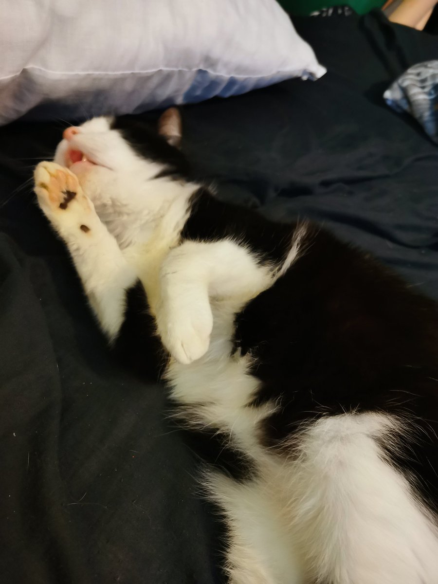 finger2triped's tweet photo. "zoe stop taking unflattering pics of ur cat" I'LL DIE FIRST https://t.co/KSeLOzREjx