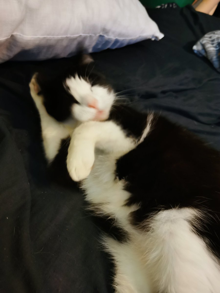 finger2triped's tweet photo. "zoe stop taking unflattering pics of ur cat" I'LL DIE FIRST https://t.co/KSeLOzREjx