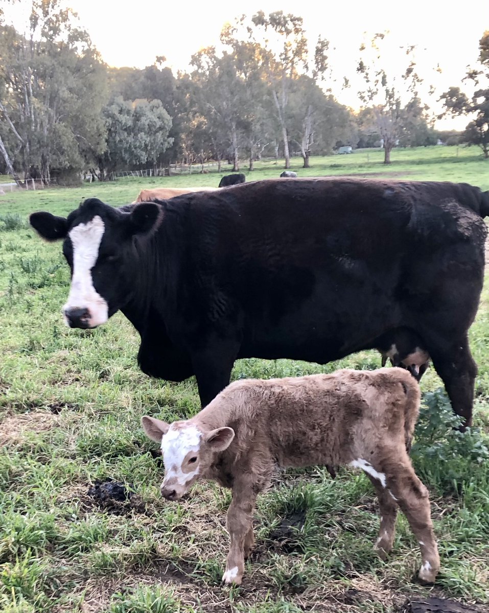 islodge's tweet photo. @SharnelleVella We have a new calf! At least on the farm we can get out and about. Thanks for your interesting updates and good luck with the next 4 day. https://t.co/Ya6gJHmBag