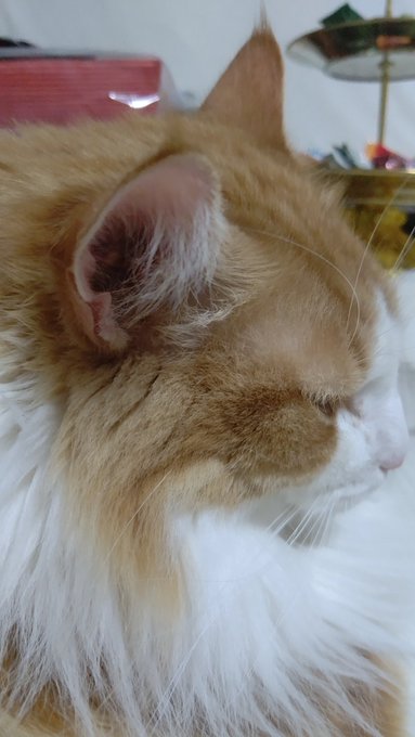 #ネコチャンカワイイ 