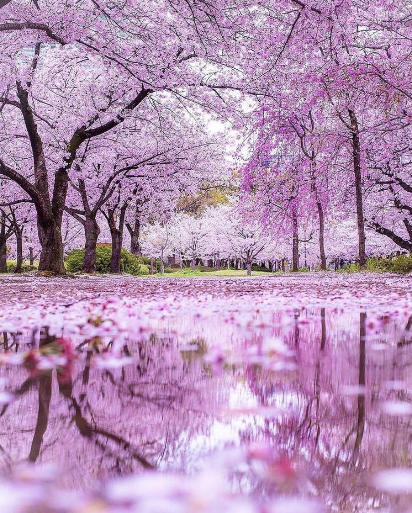 Blossoms in Japan 🌸