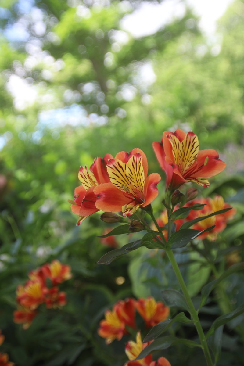 gontanokoneroku's tweet image. Alstroemeria ☺️