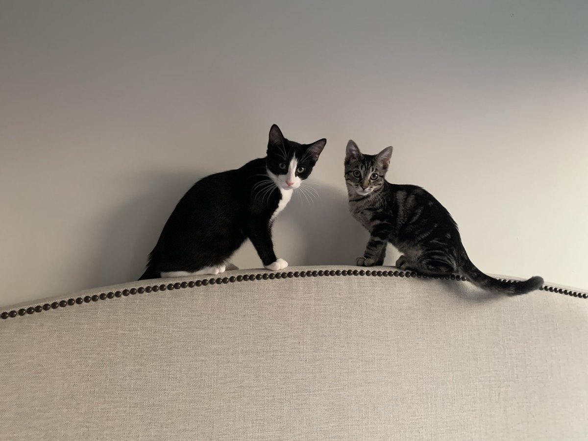 These guys rule the house  #CatsOfTwitter