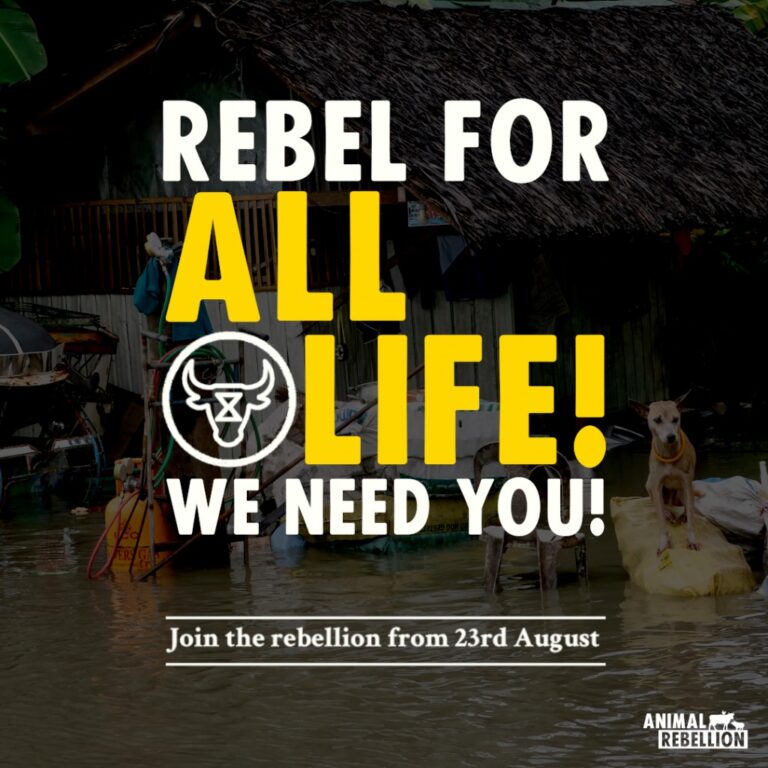 VFCfood's tweet photo. Hey Rebels ๐
From the 23rd August, @RebelsAnimal will occupy, unite and rebel in central London to take action against the climate & animal emergency.
It's time to take to the streets and #CluckTheSystem. Who's coming? โ
>>> Event info: https://t.co/Ht9MHYPGxs https://t.co/U9lKzdejNE