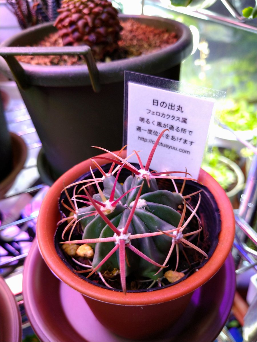 すずきち お盆が終わったこの時期のホームセンターは夏物植物の見切りが始まる季節なので私みたいなやつは近付いてはいけないですね はい 連れて帰ってしまいました ただ 安くなっているからという 値段 で買っているわけではないということだけは