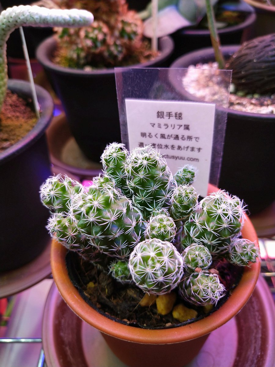 すずきち お盆が終わったこの時期のホームセンターは夏物植物の見切りが始まる季節なので私みたいなやつは近付いてはいけないですね はい 連れて帰ってしまいました ただ 安くなっているからという 値段 で買っているわけではないということだけは