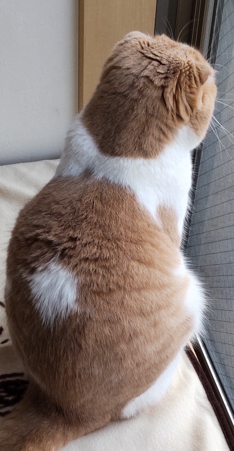 猫の背中に やる気スイッチ ポチっとしたい人続出 おたくま経済新聞