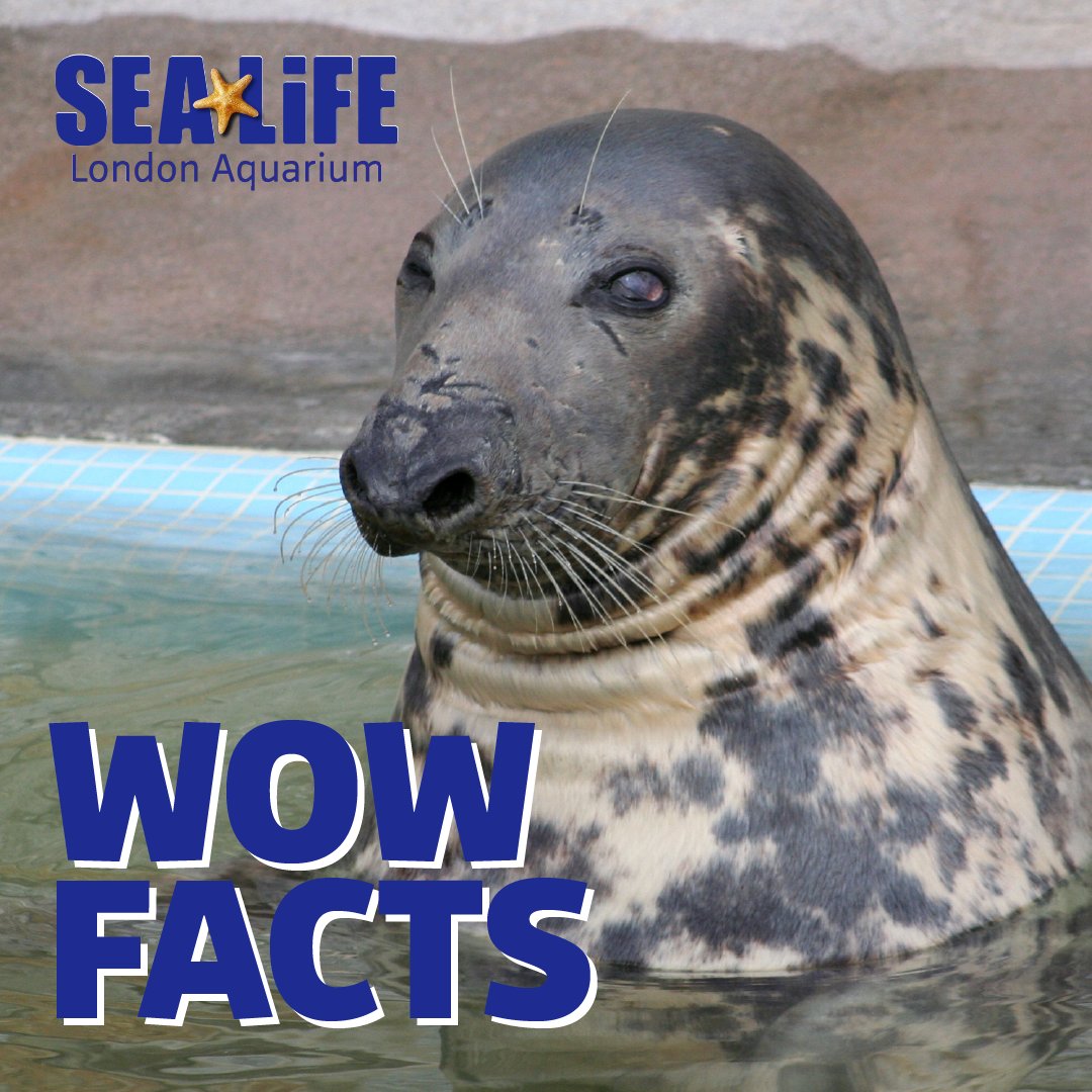 Seals, life and facts