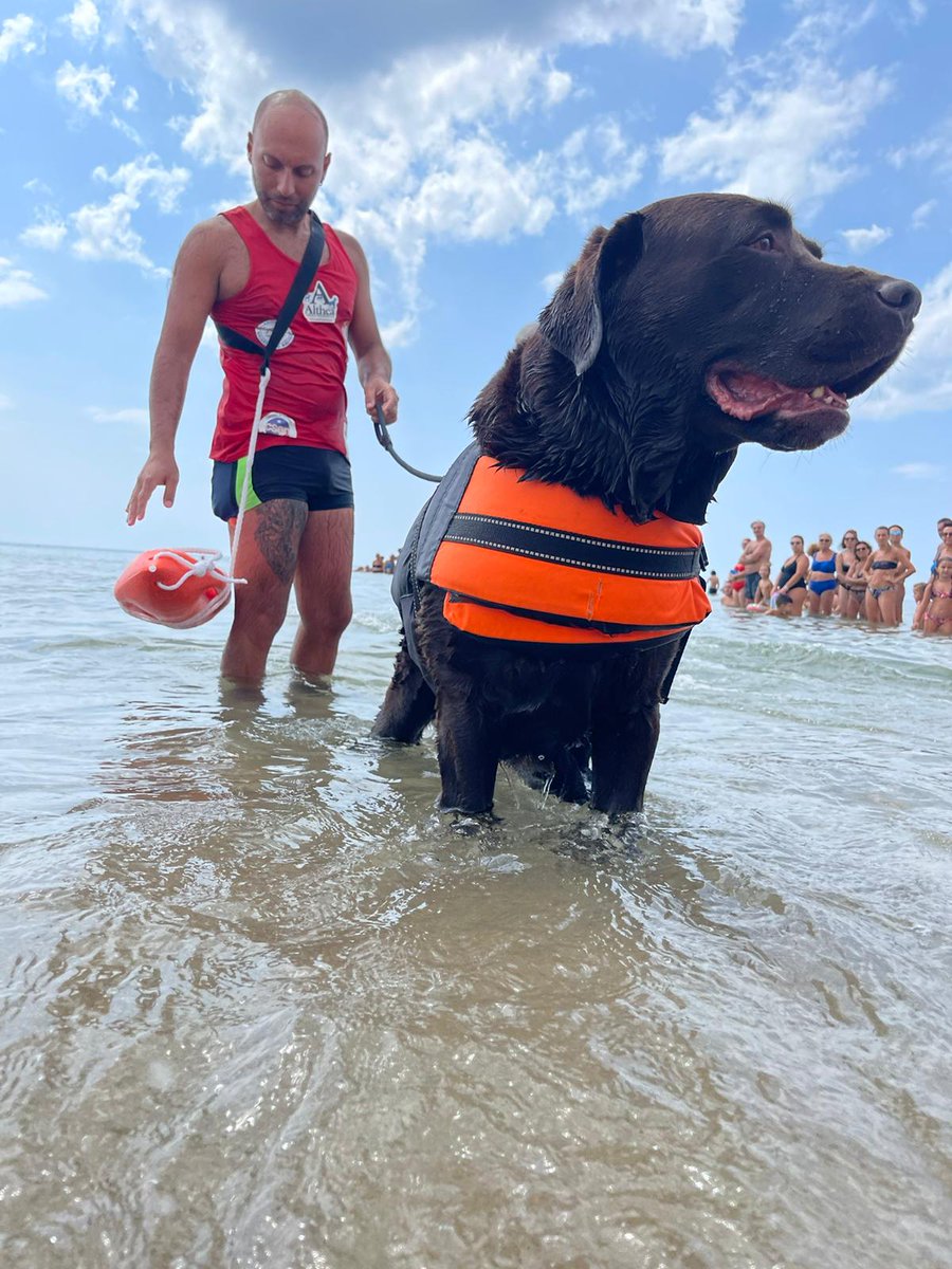 ArgonautiTri's tweet photo. 5 settembre Triathlon Medio e Sprint
SICUREZZA nella frazione di nuoto garantita grazie al supporto di Scuola Cani Salvataggio Nautico O.d.V.
#argonautitri #basilicata #pisticci #matera #triathlonbasilicata #triathlon #swimbikerun #waterrescuedog #scuolacanisalvataggio #canieroi https://t.co/OmZx0OcVlH