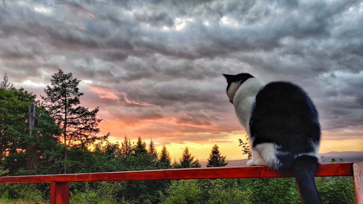 sed's tweet photo. Sunset with cat. #sunset #landscape #cloudscape #catscape #eveninglight #clouds #sundown #cat #jimmytuna #yolo #hashtagyolo #beavercreekoregon https://t.co/wmWOhn2Ngv