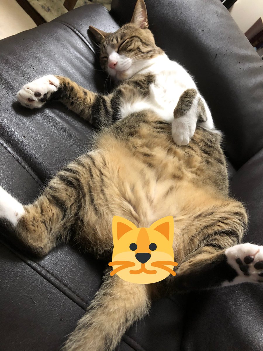 お久しぶりです🙌
猫が今日で3歳になりました✨
あんなに痩せてて小さかったのが、今ではベッドにおさまりきらないくらい大きく…😅