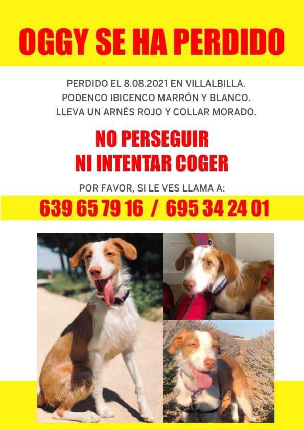 esthersj's tweet image. Seguimos buscando a Oggy, lleva perdido desde el domingo 8 en la@zona de VILLALBILLA, necesitamos ayuda. Si lo ves llama a los teléfonos del cartel y dar ubicación, no intentar coger ni perseguir, es muy miedoso por favor ayudarnos a difundir.