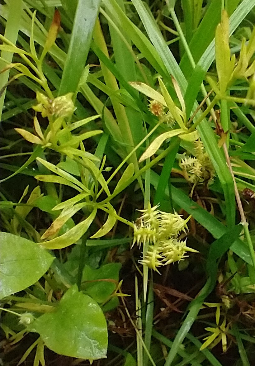 A recent find on an organic farm - the #nationallyscarce corn buttercup. Also known as 'scratch bur' not surprising with these amazing spiky seedpods! #arableweeds