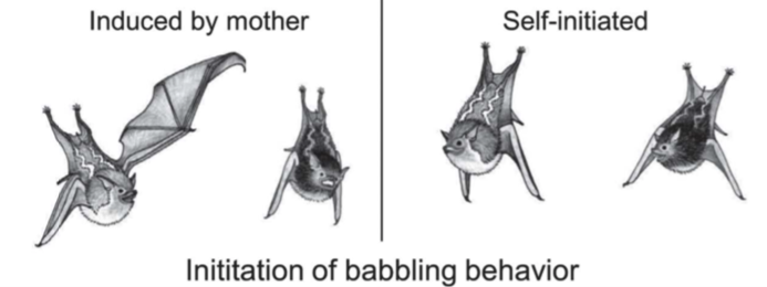 Tecumseh Fitch (@tecumsehfitch) on Twitter photo Here's the Science article by <a href="/MKnornschild/">Mirjam Knƶrnschild</a> for those with access to Science:
Babbling in a vocal learning bat resembles human infant babbling science.sciencemag.org/content/373/65⦠Here's the Science article by <a href="/MKnornschild/">Mirjam Knörnschild</a> for those with access to Science:
Babbling in a vocal learning bat resembles human infant babbling science.sciencemag.org/content/373/65ā¦