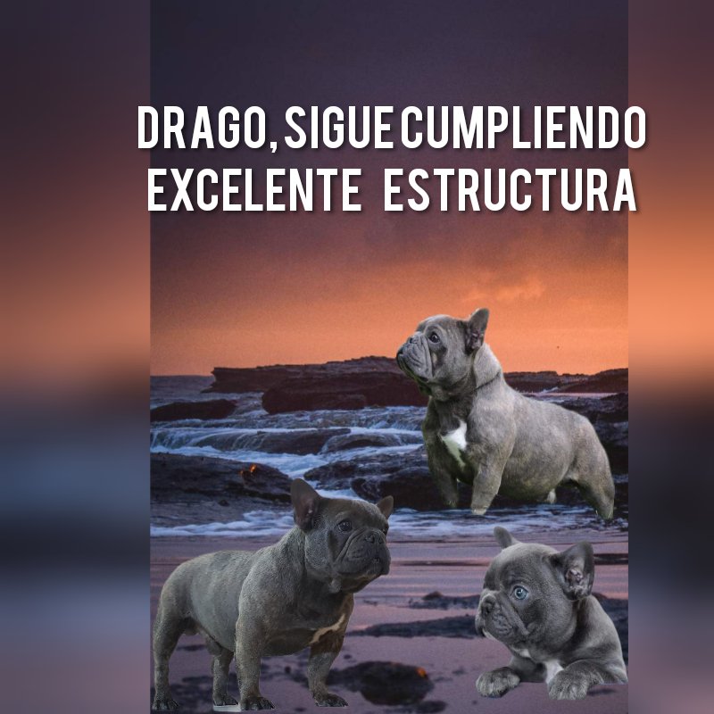 veronicahe1829's tweet photo. Estamos a la orden 
Drago y uno de sus hijos 
Excelente calidad y estructura https://t.co/un0jUJDy8r