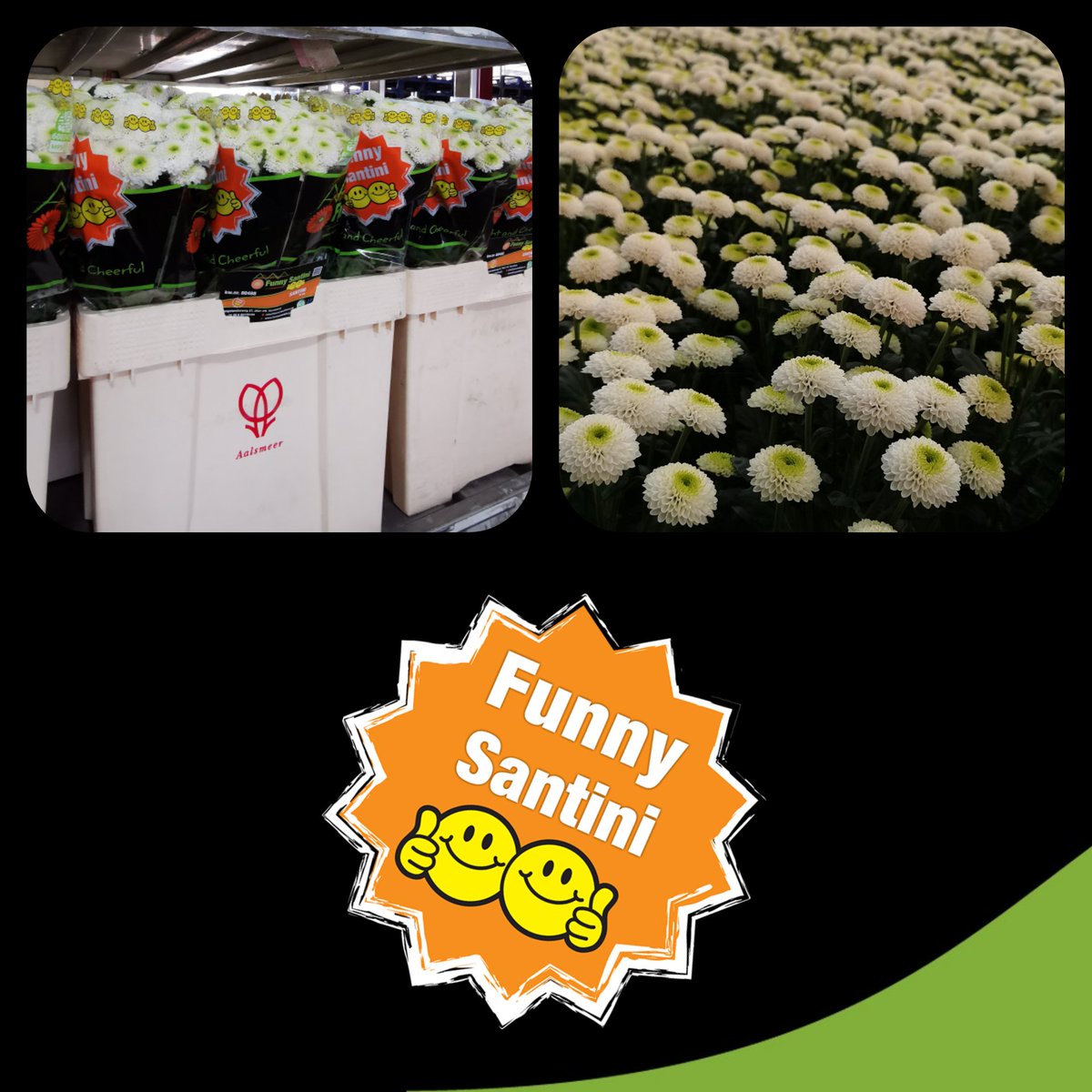 Hello ! Doria White, this pretty white pompom with a greenish heart is available from today!
#doriawhite
<a href="/Dekker_Chrysant/">Dekker Chrysanten BV</a>
#pomponflower
#prettylittlewhiteflower
