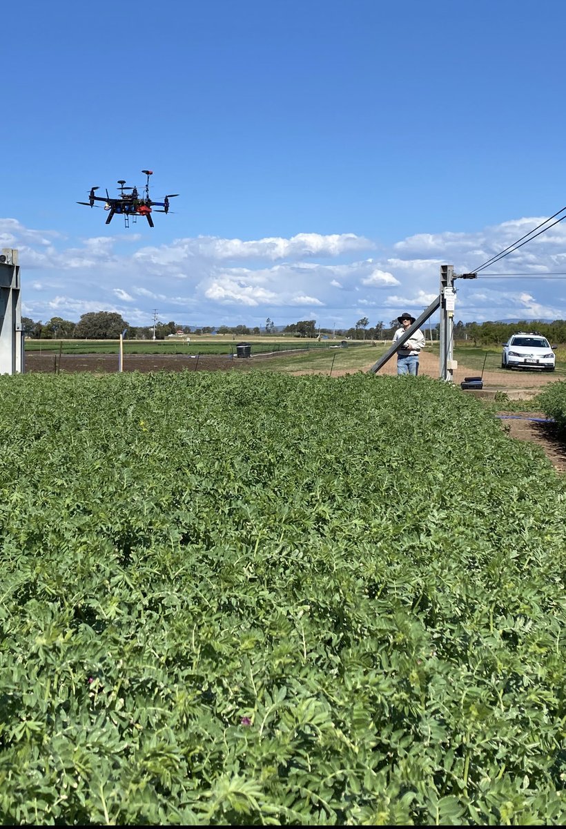 Detecting N content in chickpea shoots should be possible ⁦<a href="/QAAFI/">QLD Alliance for Agriculture & Food Innovation</a>⁩