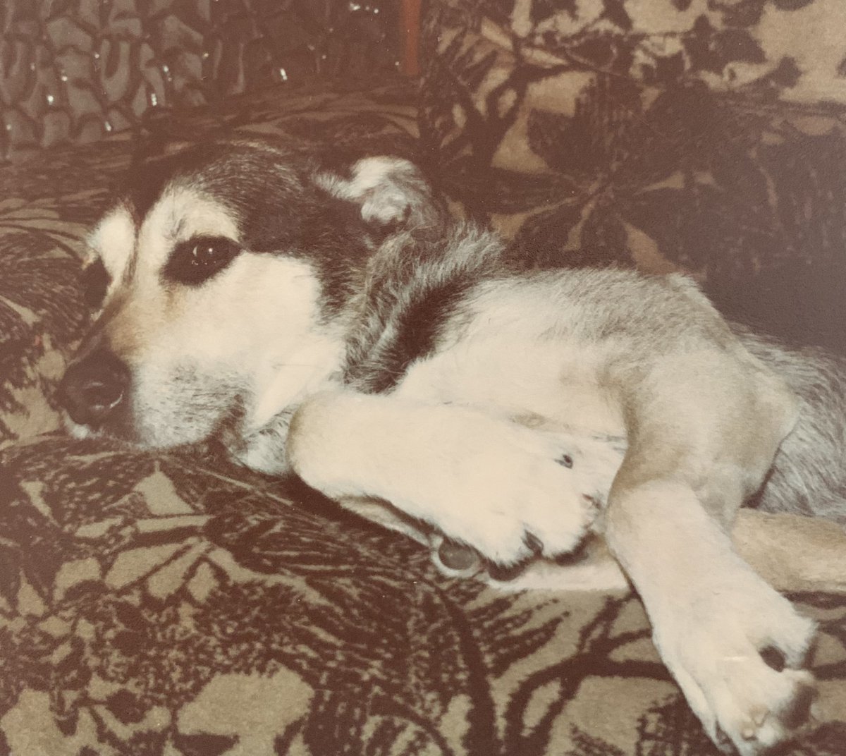 janodo36's tweet photo. @tws_pk Here’s my rescue, Monty💖A puppy from #Manchesterdogshome He was with us for 10 happy years before he crossed the 🌈 He once went splashing into the sea &amp; came out with a plaice fish in his mouth! As you can see Sammy adored him (&amp; my mum had a weird taste in sofas!) 😁 (1970’s) https://t.co/anikDuPZct